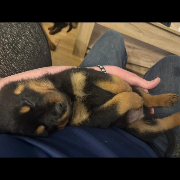 Rottweiler - Both