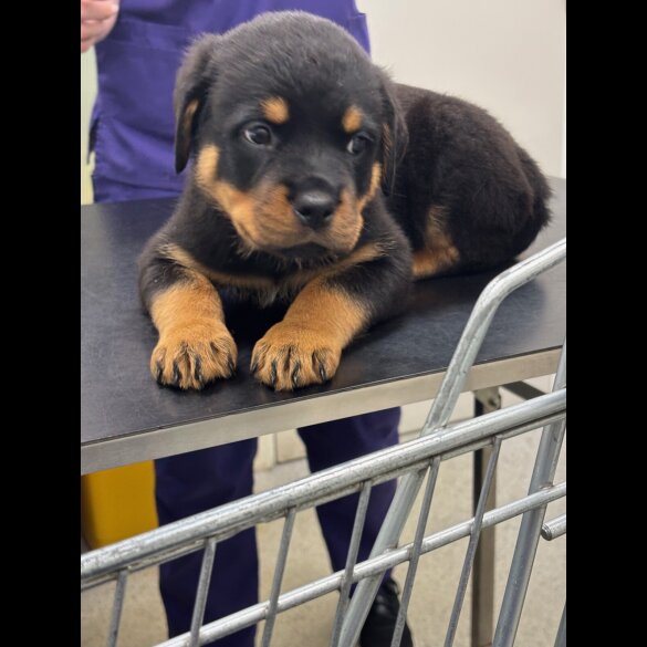 Rottweiler - Both