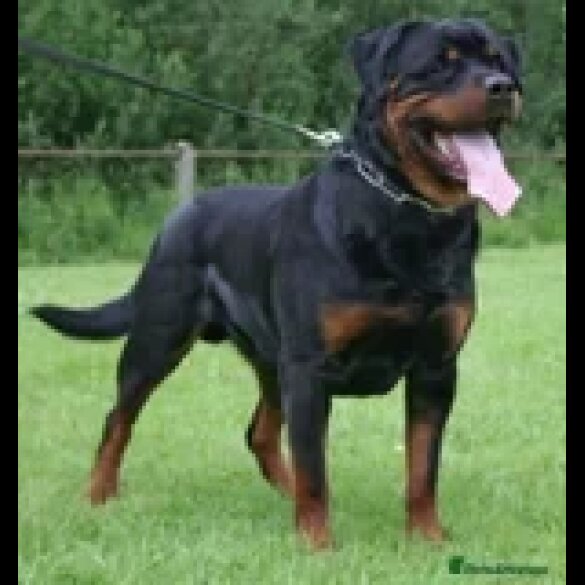 Rottweiler - Both