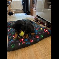 Rottweiler - Both