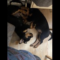 Rottweiler - Both