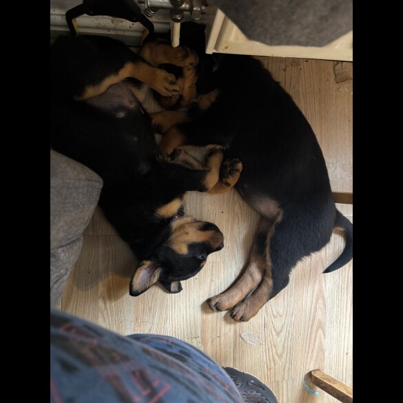 Rottweiler - Both
