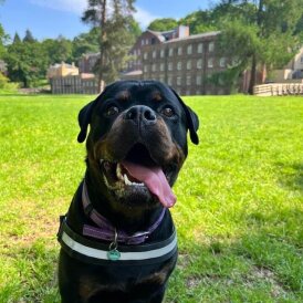 Rottweiler - Both