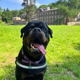 Rottweiler - Both