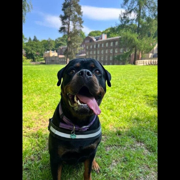 Rottweiler - Both