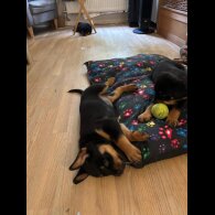 Rottweiler - Both