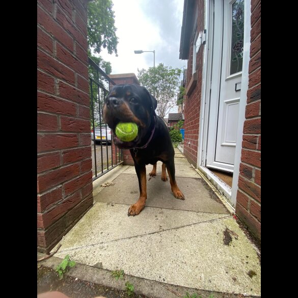 Rottweiler - Both