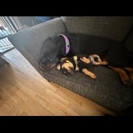 Rottweiler - Both