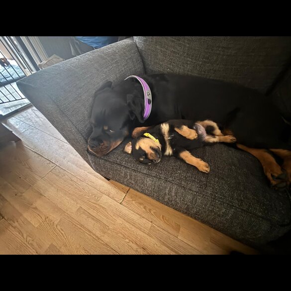 Rottweiler - Both