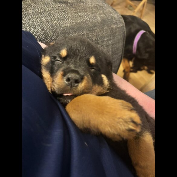 Rottweiler - Both