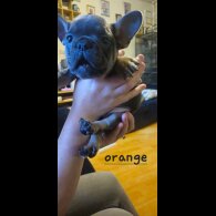 French Bulldog - Bitches