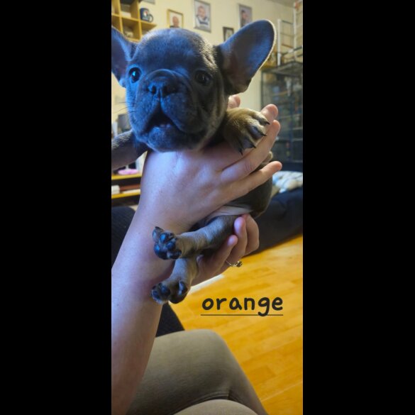 French Bulldog - Bitches