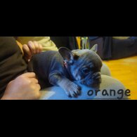 French Bulldog - Bitches