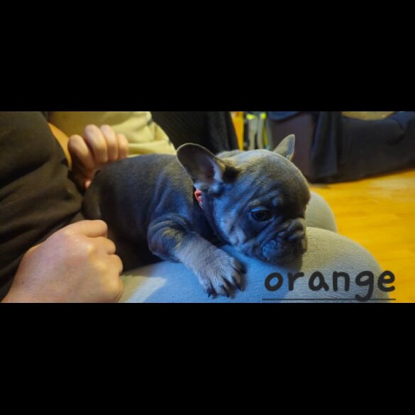 French Bulldog - Bitches