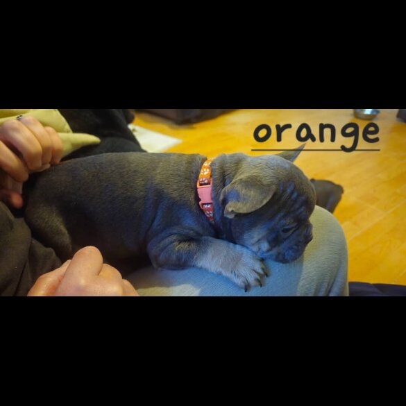 French Bulldog - Bitches