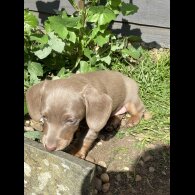 Dachshund (Standard &amp; Miniature) - Both