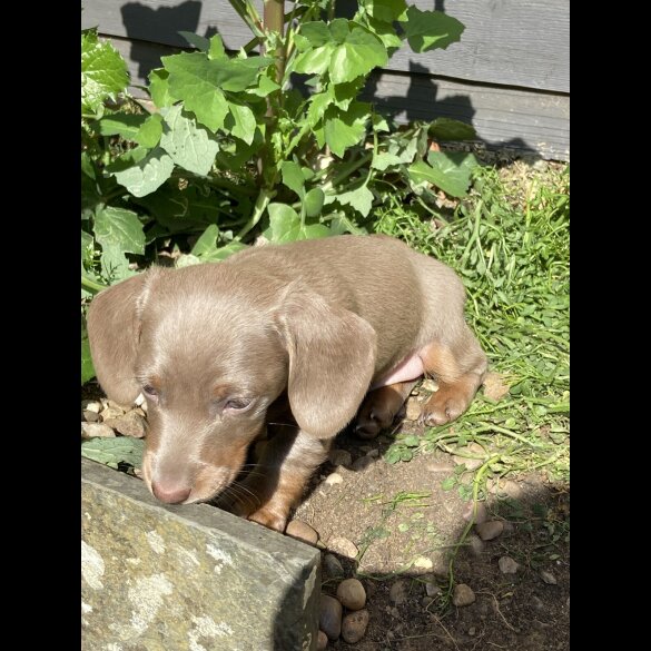 Dachshund (Standard &amp; Miniature) - Both