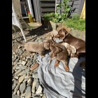 Dachshund (Standard &amp; Miniature) - Both