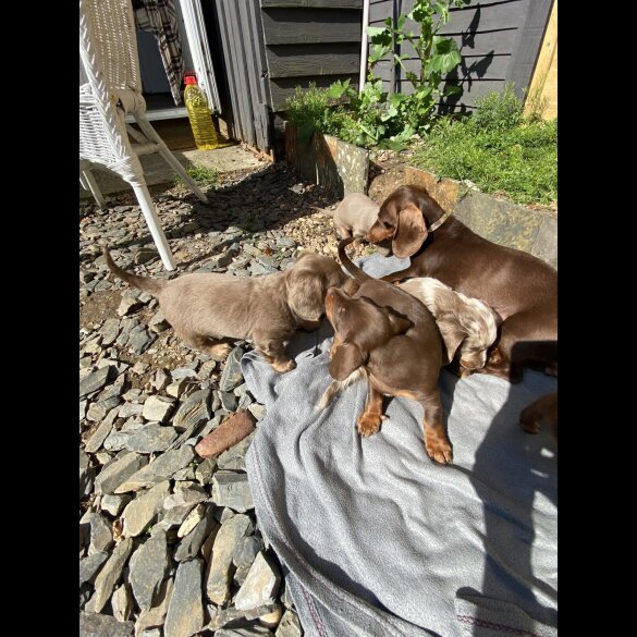 Dachshund (Standard &amp; Miniature) - Both