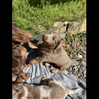 Dachshund (Standard &amp; Miniature) - Both