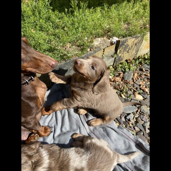Dachshund (Standard &amp; Miniature) - Both