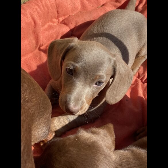 Dachshund (Standard &amp; Miniature) - Both