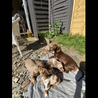 Dachshund (Standard &amp; Miniature) - Both