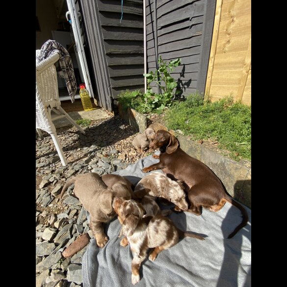 Dachshund (Standard &amp; Miniature) - Both