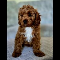 Cavapoo - Both