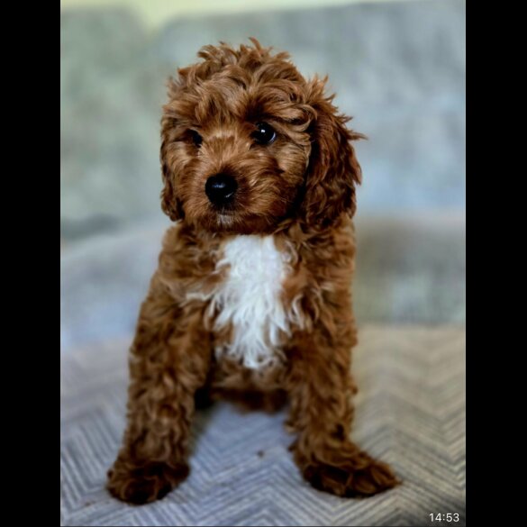 Cavapoo - Both