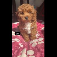 Cavapoo - Both