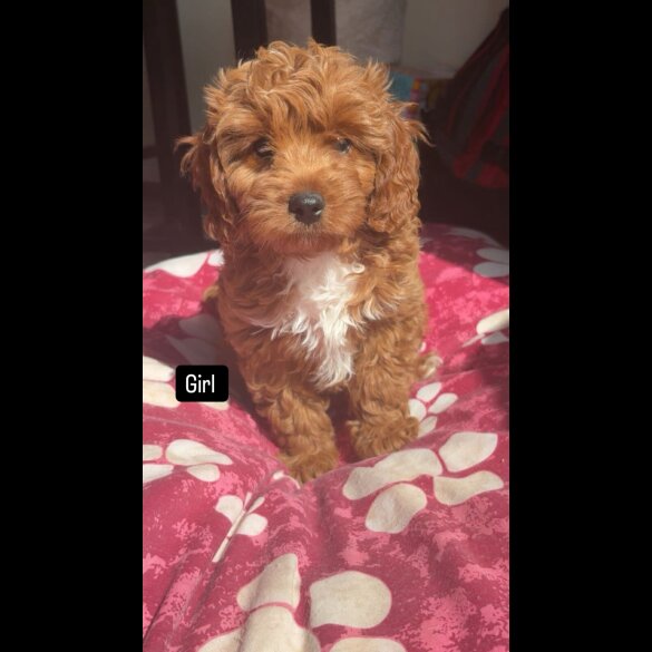 Cavapoo - Both