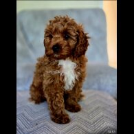 Cavapoo - Both