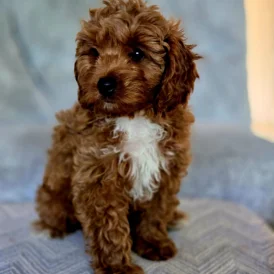Cavapoo - Both