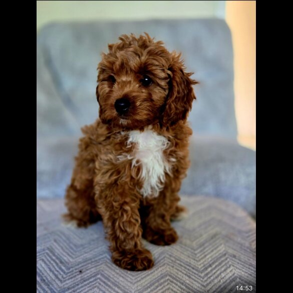 Cavapoo - Both