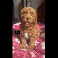 Cavapoo - Both