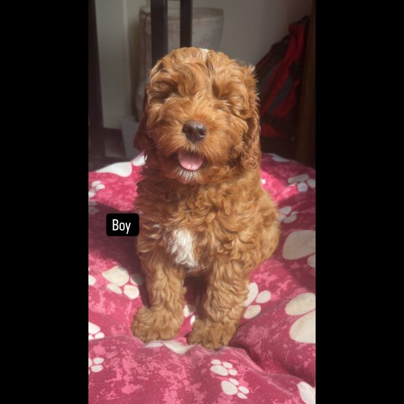Cavapoo - Both