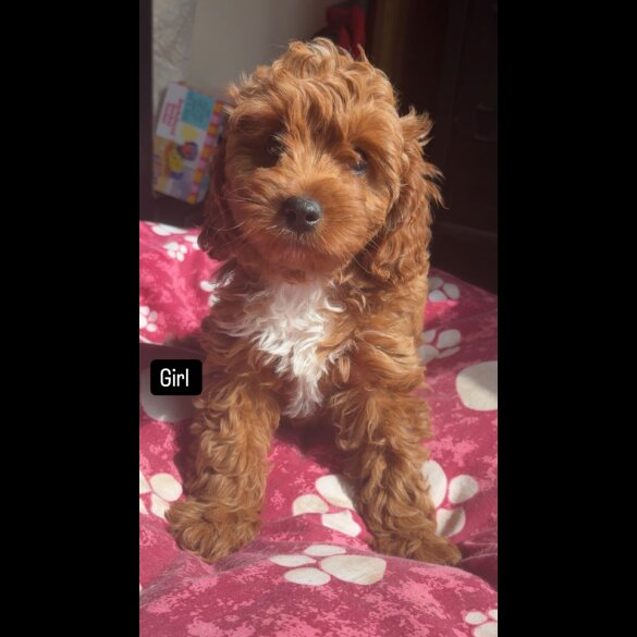 Cavapoo - Both