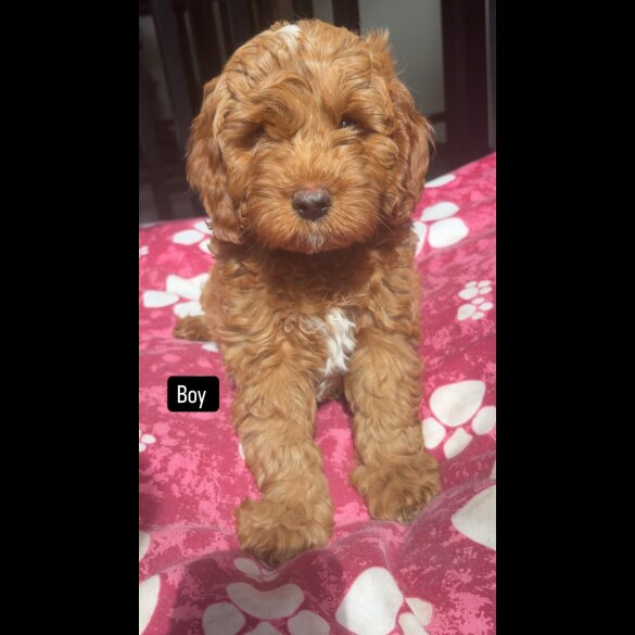 Cavapoo - Both
