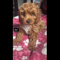 Cavapoo - Both