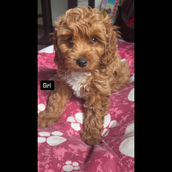 Cavapoo - Both