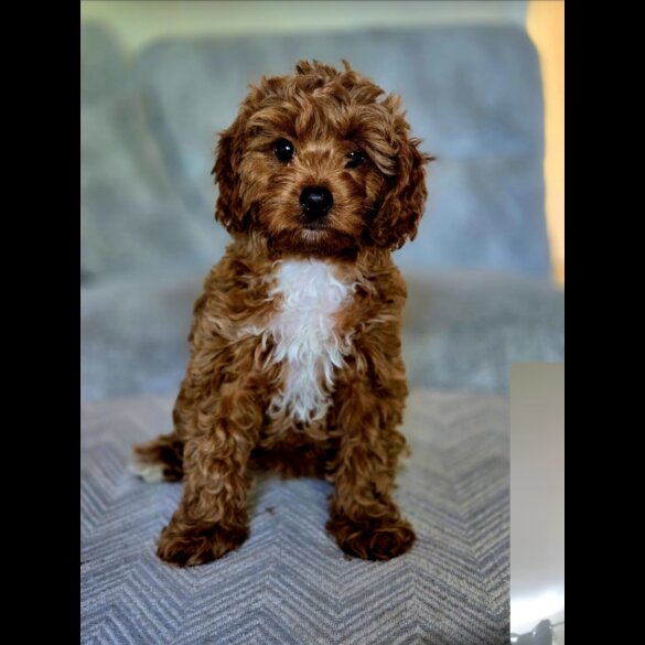 Cavapoo - Both