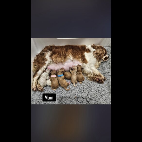 Cavapoo - Both