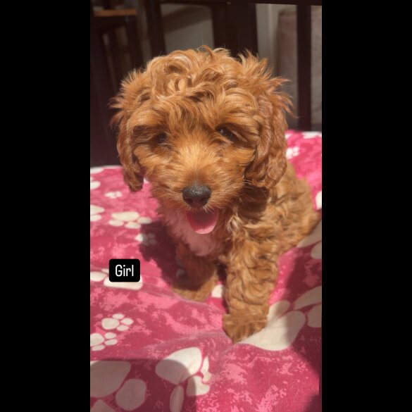 Cavapoo - Both
