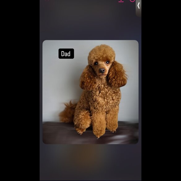 Cavapoo - Both