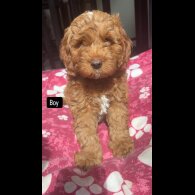 Cavapoo - Both