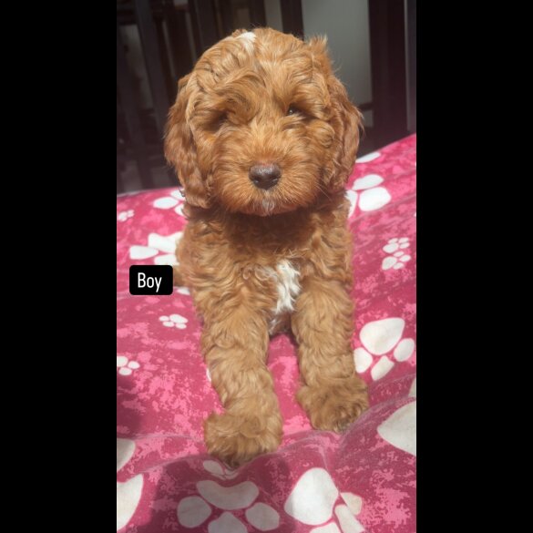 Cavapoo - Both