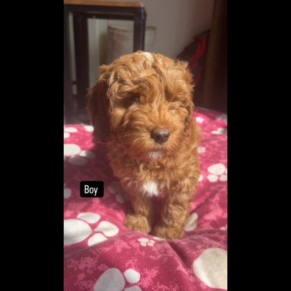 Cavapoo - Both