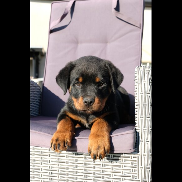 Rottweiler - Both