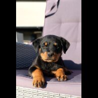 Rottweiler - Both